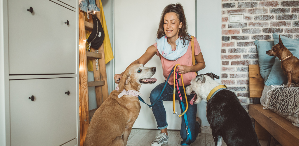 A woman caring about dogs. They are all ready on leash to go for walk.