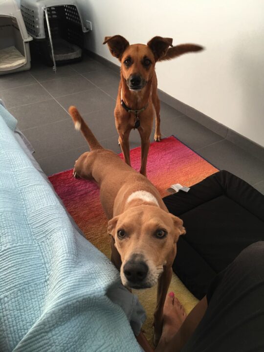 luxury pet sitting and house sitting with two dogs