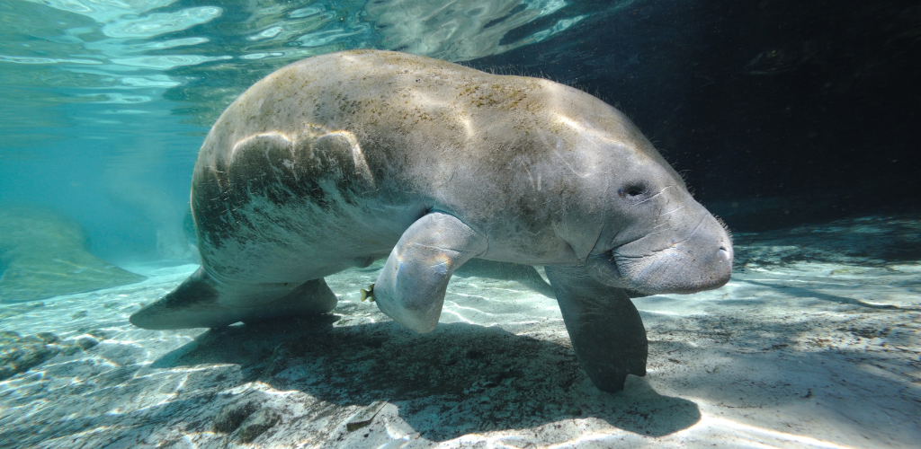 Manatee Florida glass bottom boat tour 