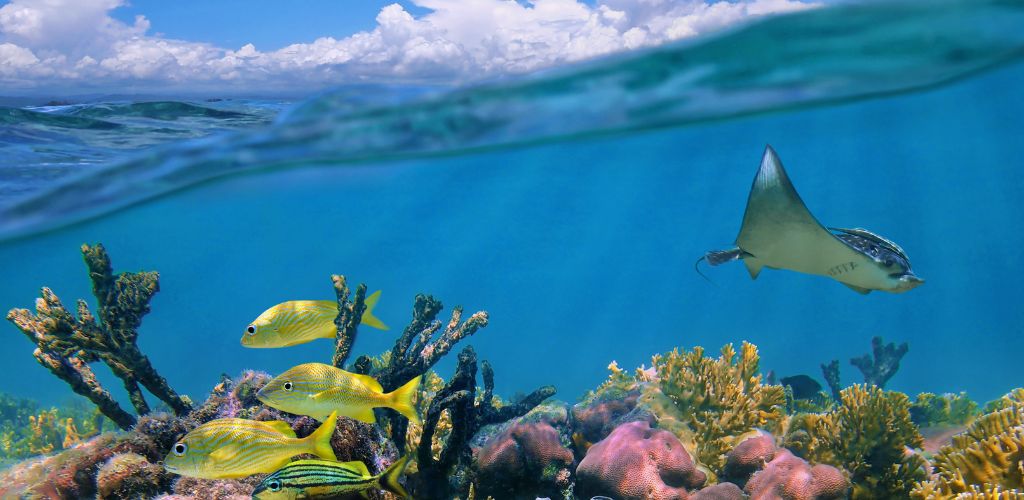 snorkling coral reef