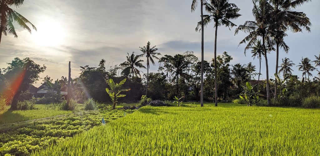 rice paddies 