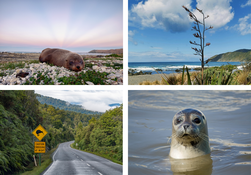 Kaikōura Area and Seal Colonies